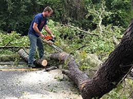 Trusted Lake Hamilton, FL Tree Removal Services Experts